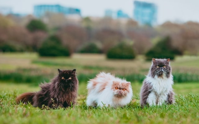 Zijn luchtreinigers met ionisator schadelijk voor huisdieren? 1 huisdieren1 Als jij een huisdier hebt, begrijp je vast hoe belangrijk het is om een veilige en gezonde omgeving voor je viervoeter te creëren. Luchtreinigers kunnen daarbij een waardevolle aanvulling zijn, vooral als je last hebt van allergieën of een gevoelige ademhaling. Maar de vraag die veel huisdiereigenaren zich stellen, is: zijn luchtreinigers met een ionisator wel veilig voor mijn huisdieren? In dit blogbericht duiken we dieper in de wereld van luchtreinigers met ionisatoren en geven we je de antwoorden die je nodig hebt om een weloverwogen keuze te maken voor jou en je trouwe vrienden. Laten we samen ontdekken wat de feiten zijn!